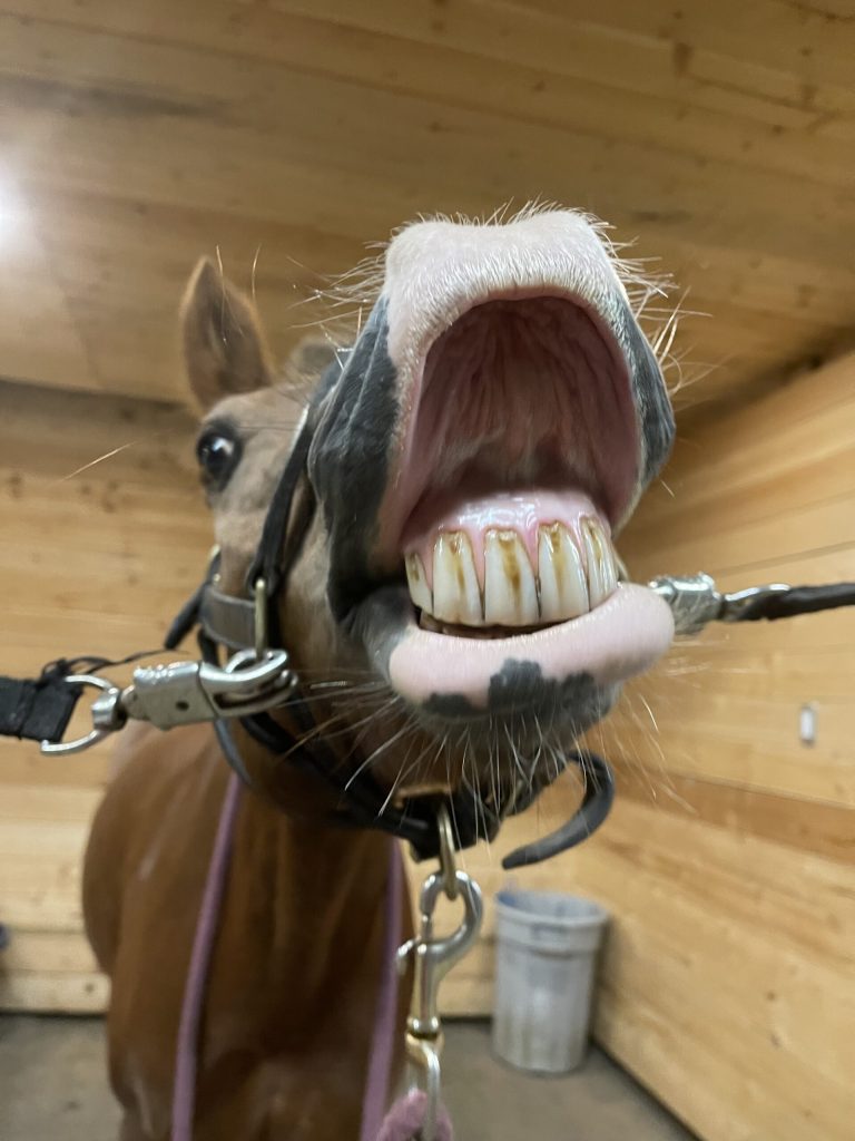 Equine Dental Care