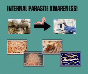 Internal Parasite Awareness