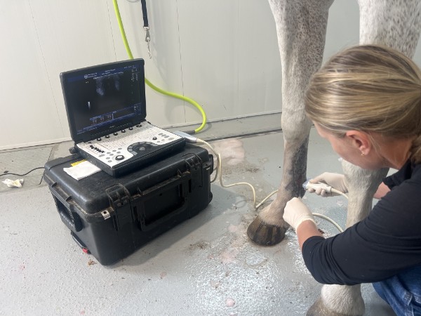 diagnostics MORE THAN VETERINARY CARE our story icons our story about us WEVS Wise Equine Vet | Wisdom in Practice - Langley, BC Equine Vet